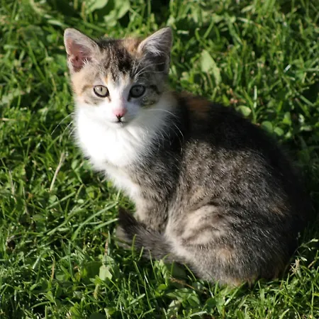 Alloggio per agriturismo Zeiserhof