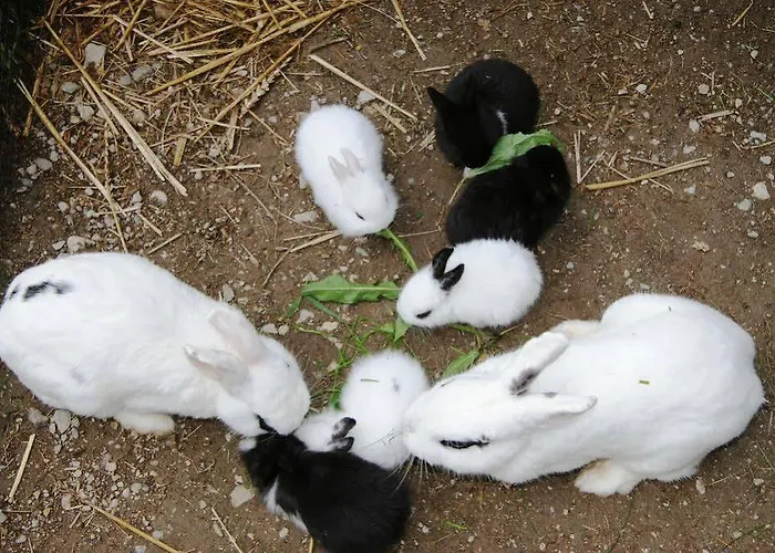 Zeiserhof Farm stay *